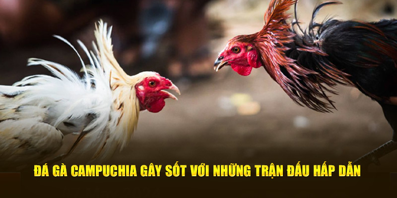 Đá gà Campuchia gây sốt với những trận đấu hấp dẫn 